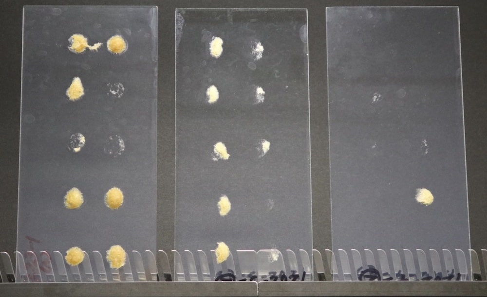 Appearance of glass plate (in order): 1. NaOH; 2. NaOH + STPP; and 3. NaOH + FN-001.